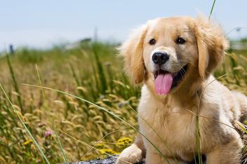 how much should a three month old golden retriever eat