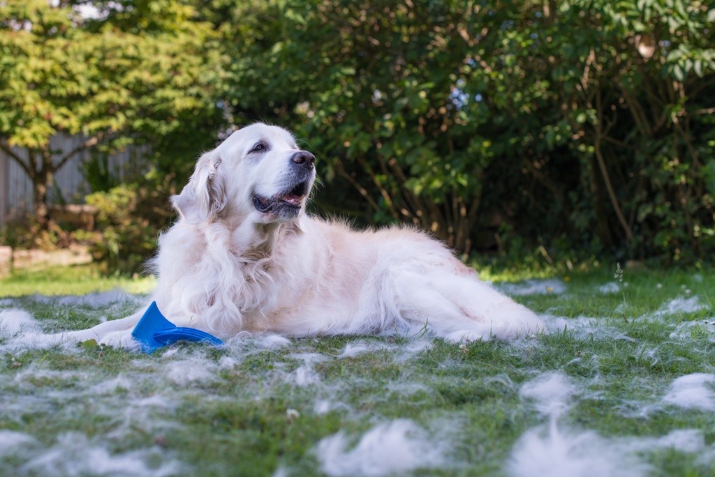 golden retriever shedding winter coat