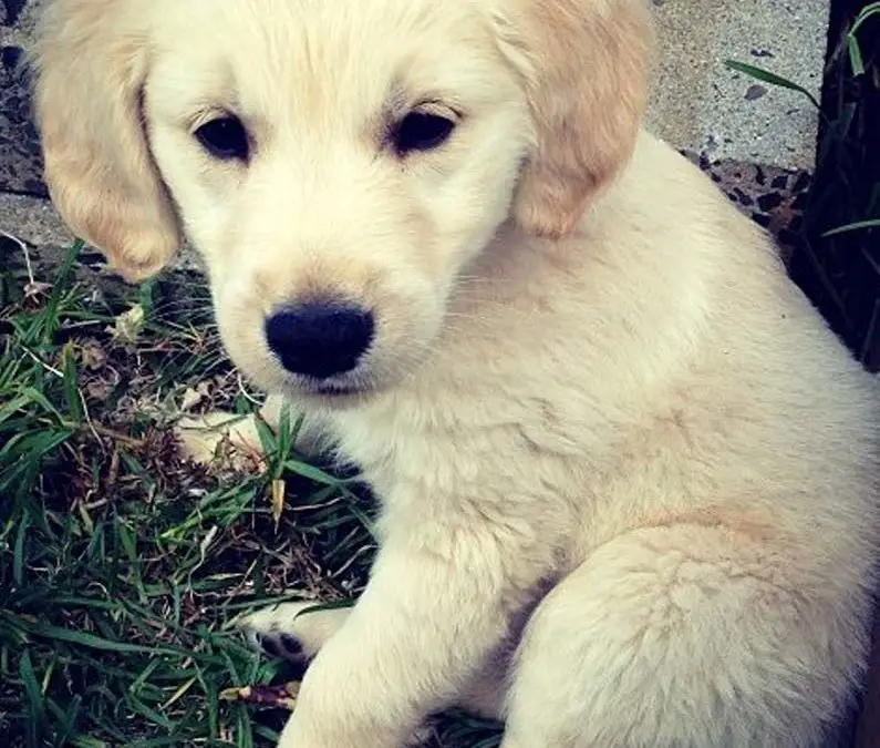 golden retriever puppies for adoption