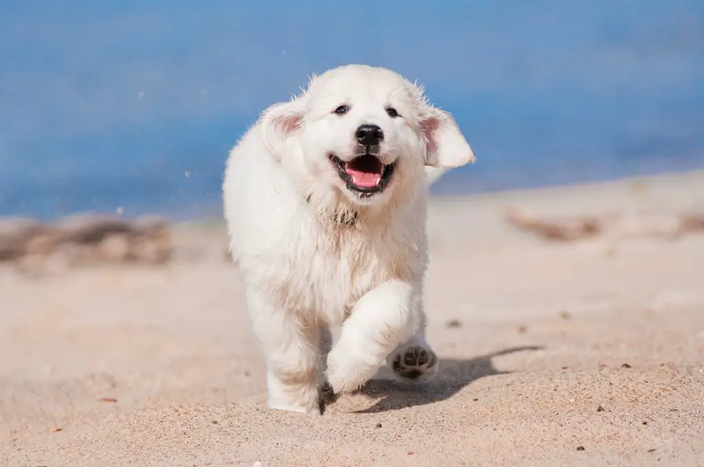 A Guide To Golden Retriever Exercise The Golden Retriever Network