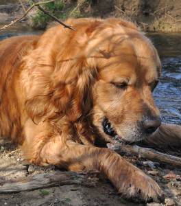 Fazer Golden Retrievers galpão