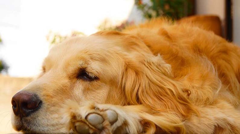 golden retriever shedding