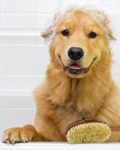 gør Golden Retrievers shed