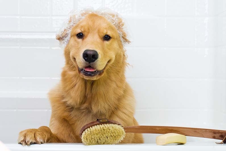 should you groom a golden retriever