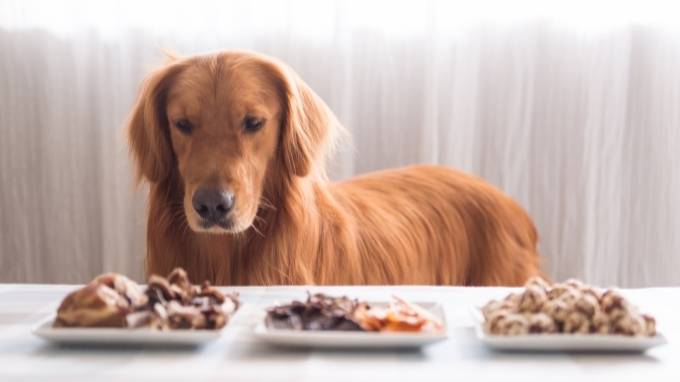 Best Dog food for Golden Retrievers