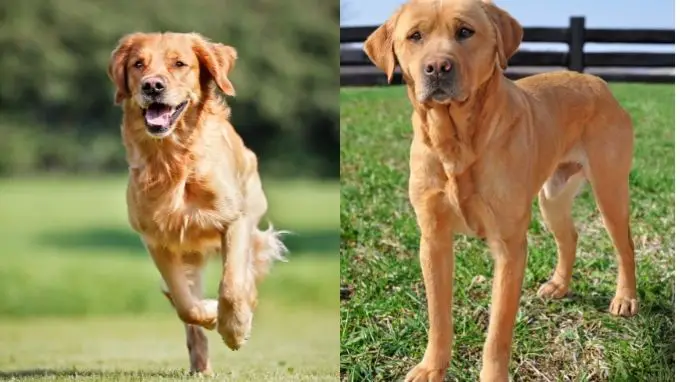 Golden Retrievers with Short Hair - Do they Exist?
