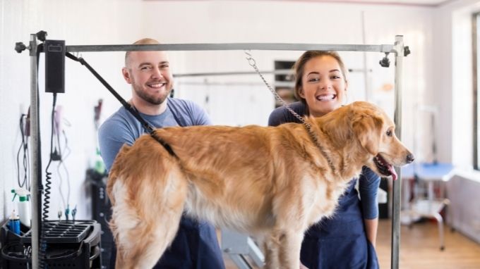 golden retriever grooming